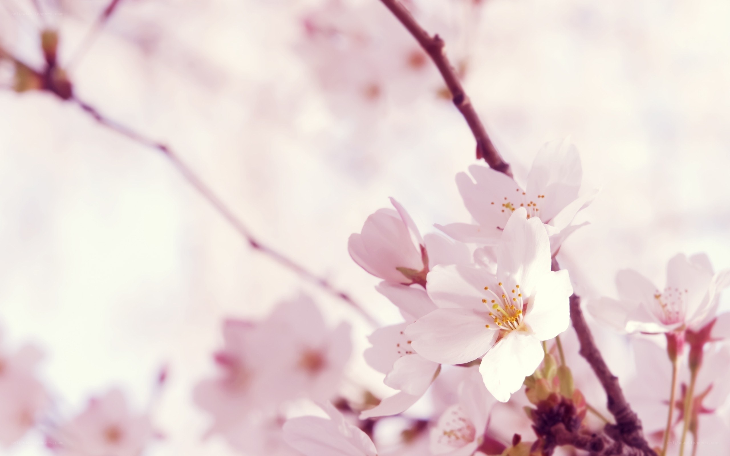 Cherry blossoms in spring
