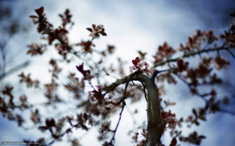 cherry blossoms in spring