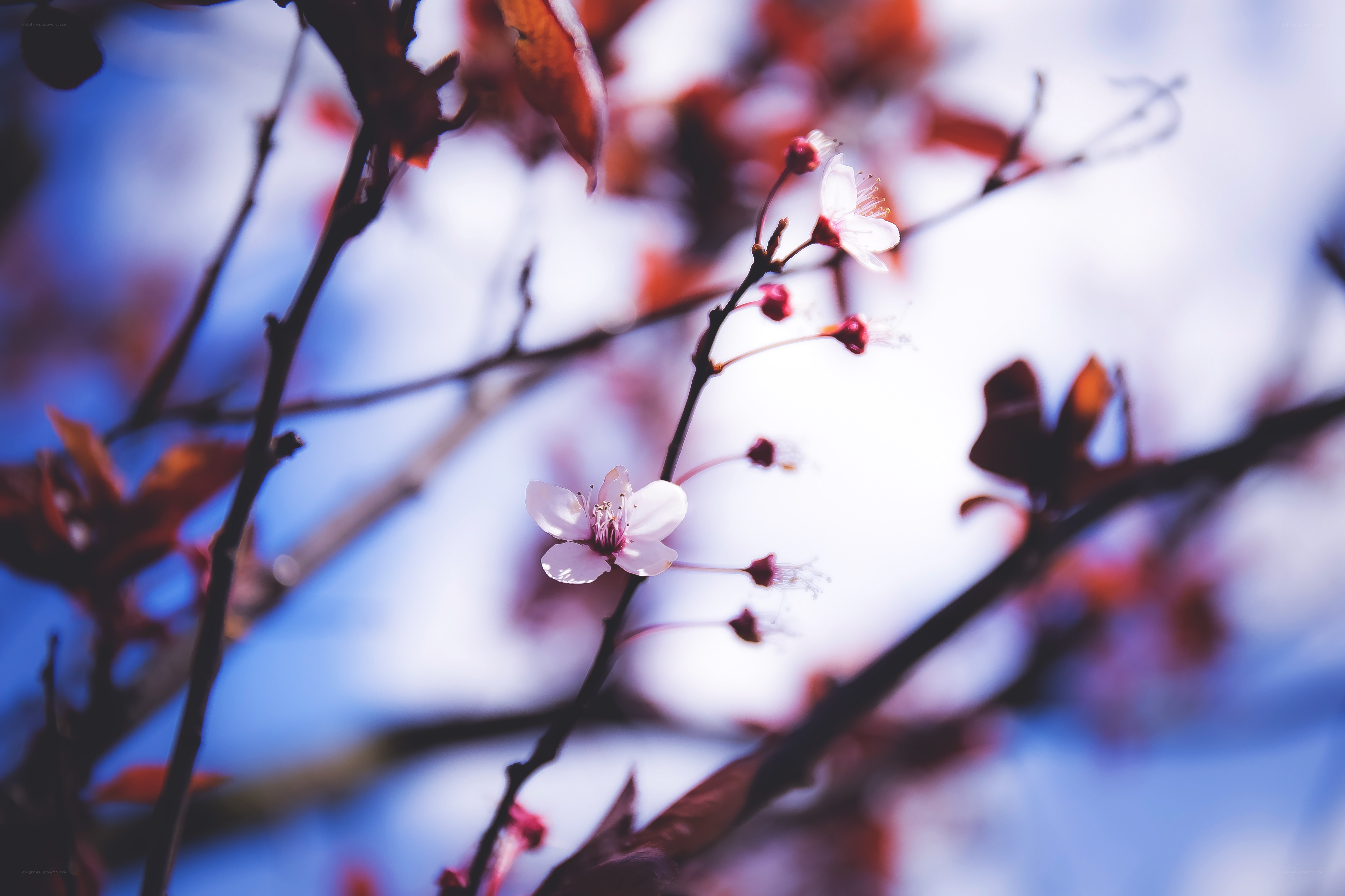 Cherry blossoms in spring