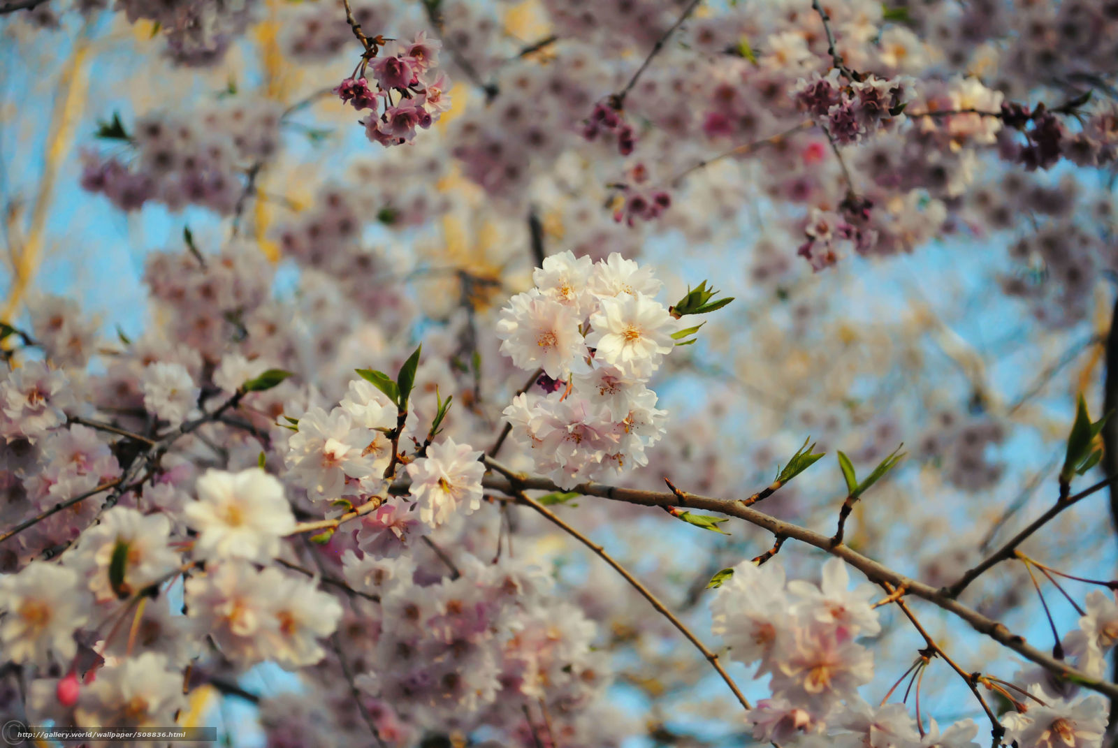 Cherry blossoms in spring