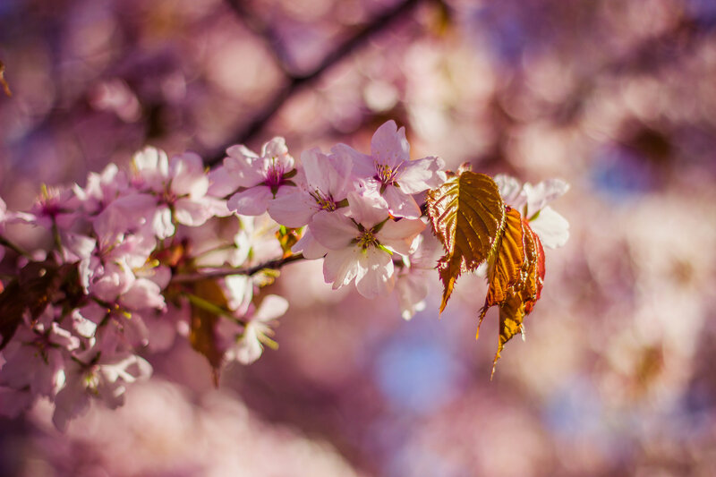 Cherry blossoms in spring