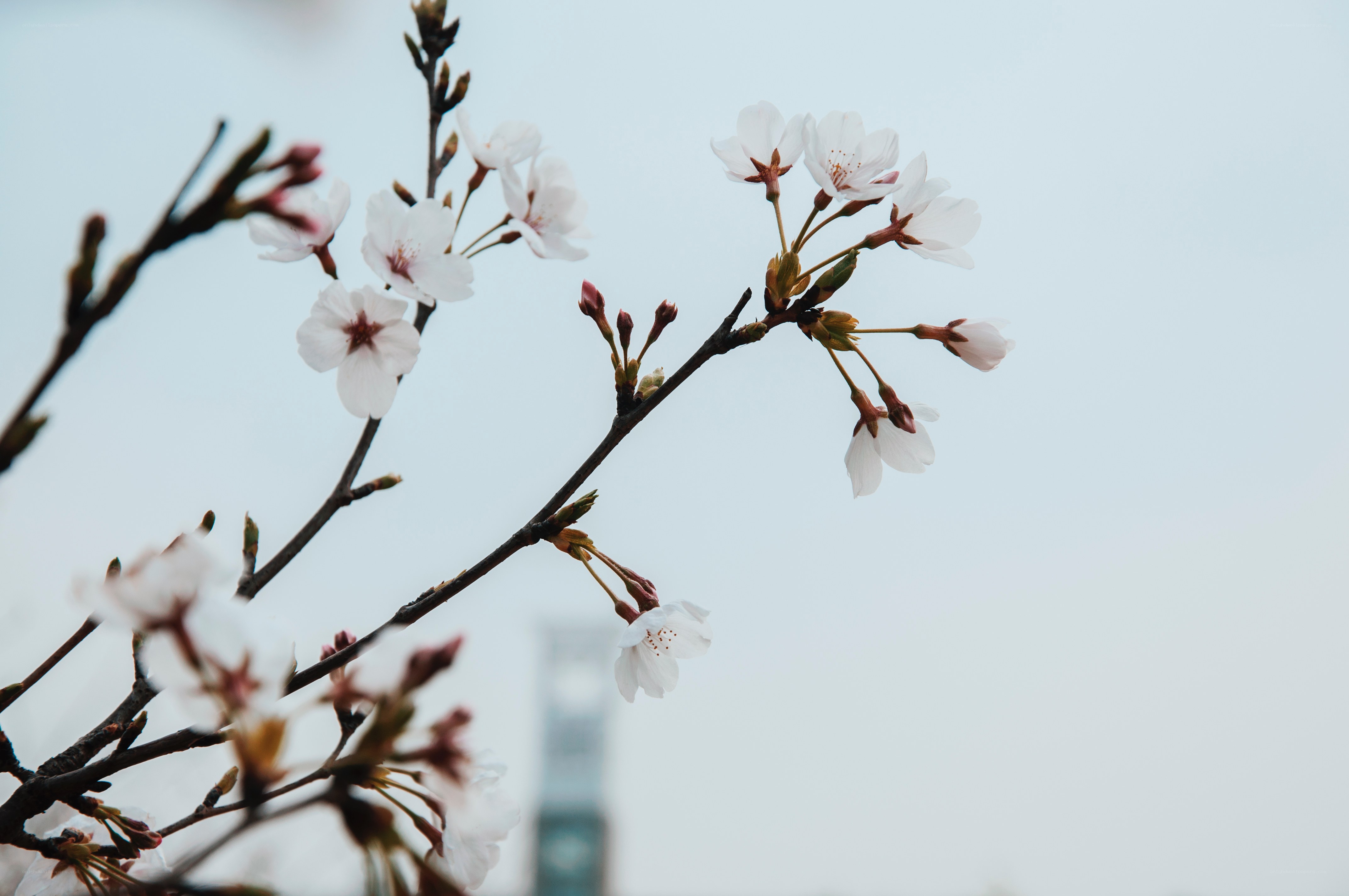 Cherry blossoms in spring