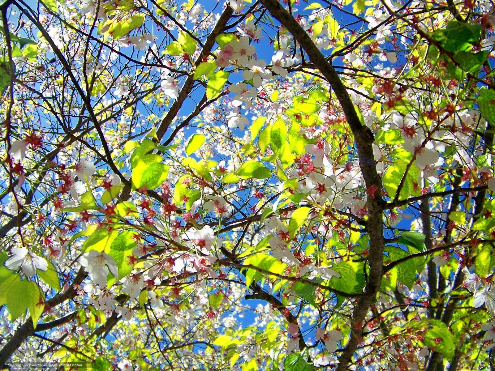 Cherry blossoms in spring