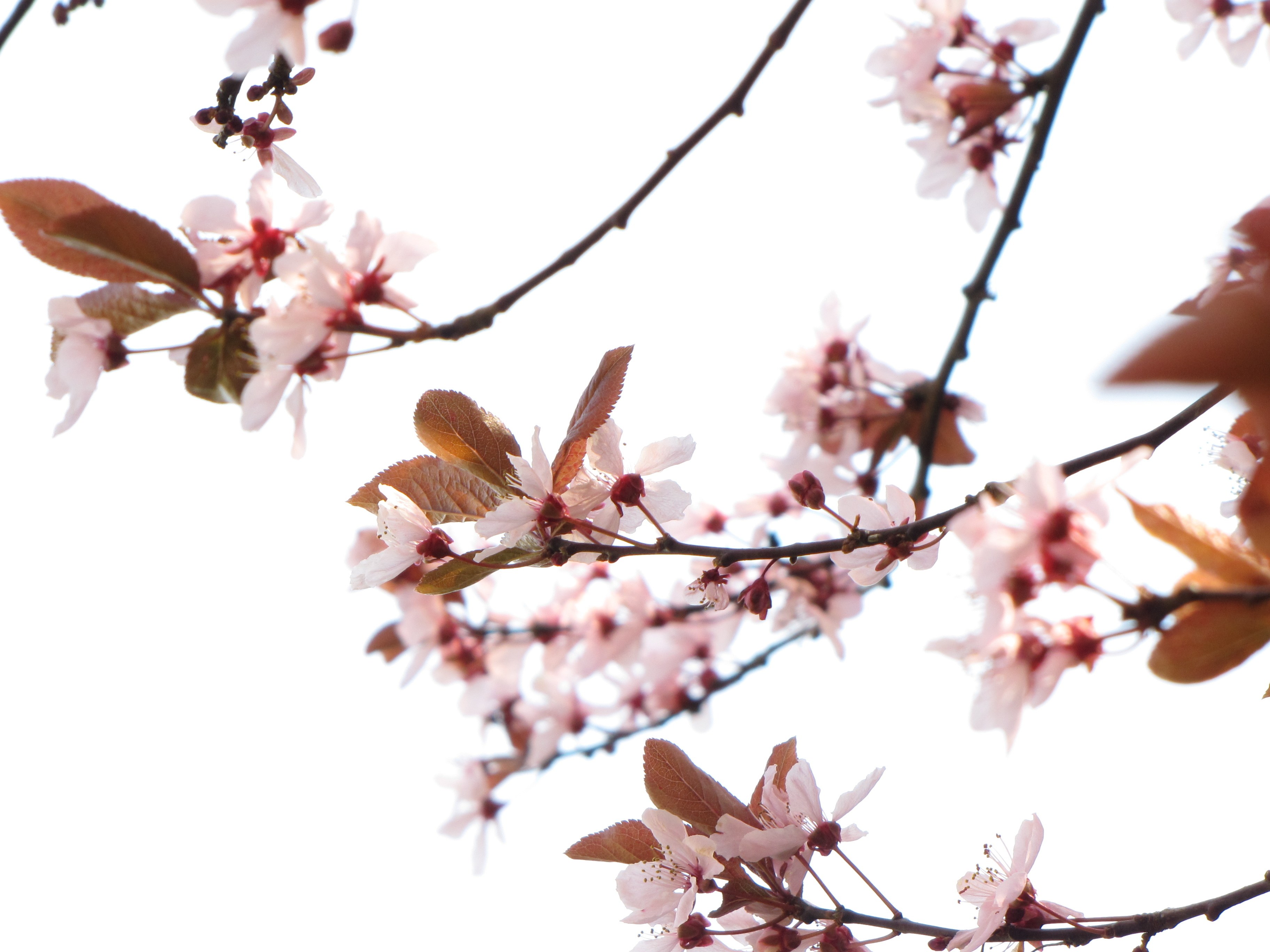 Cherry blossoms in spring
