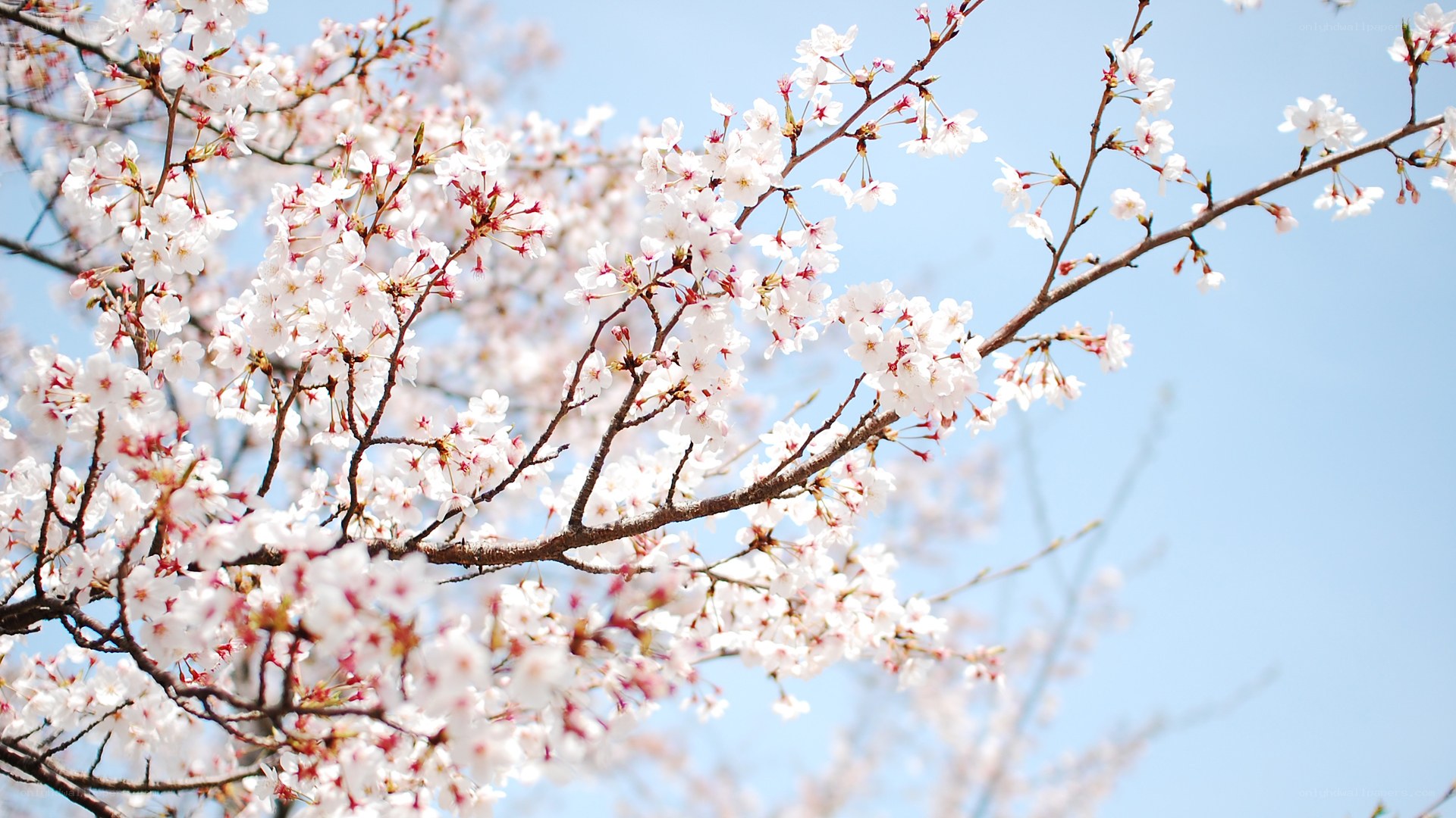 Cherry blossoms in spring