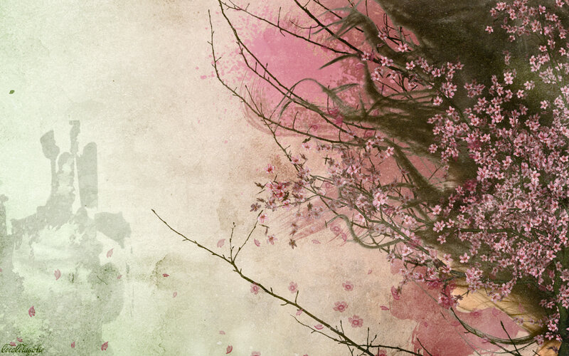 cherry blossoms in spring