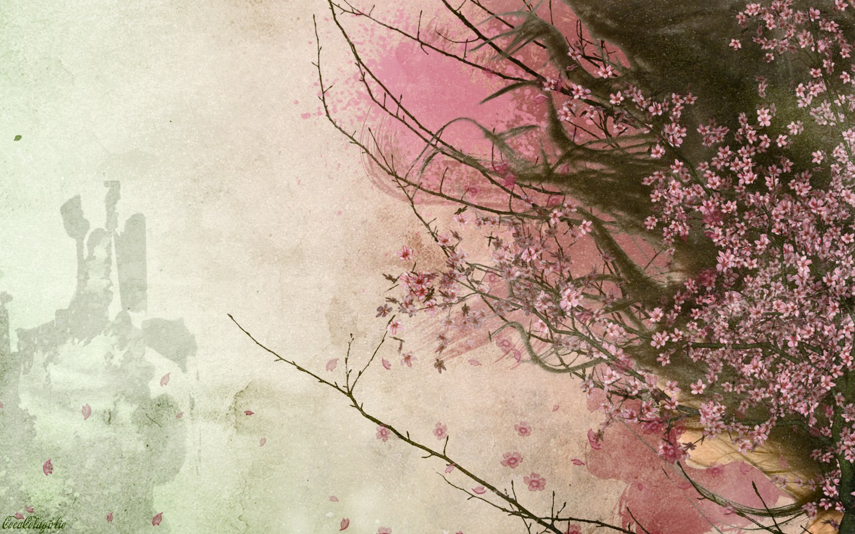 cherry blossoms in spring
