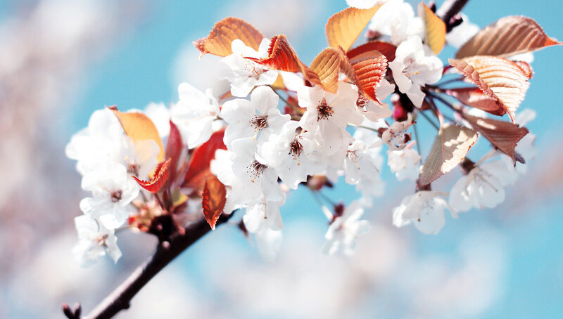 Cherry blossoms in spring