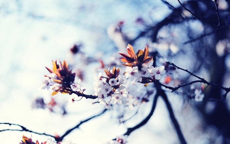 Cherry blossoms in spring