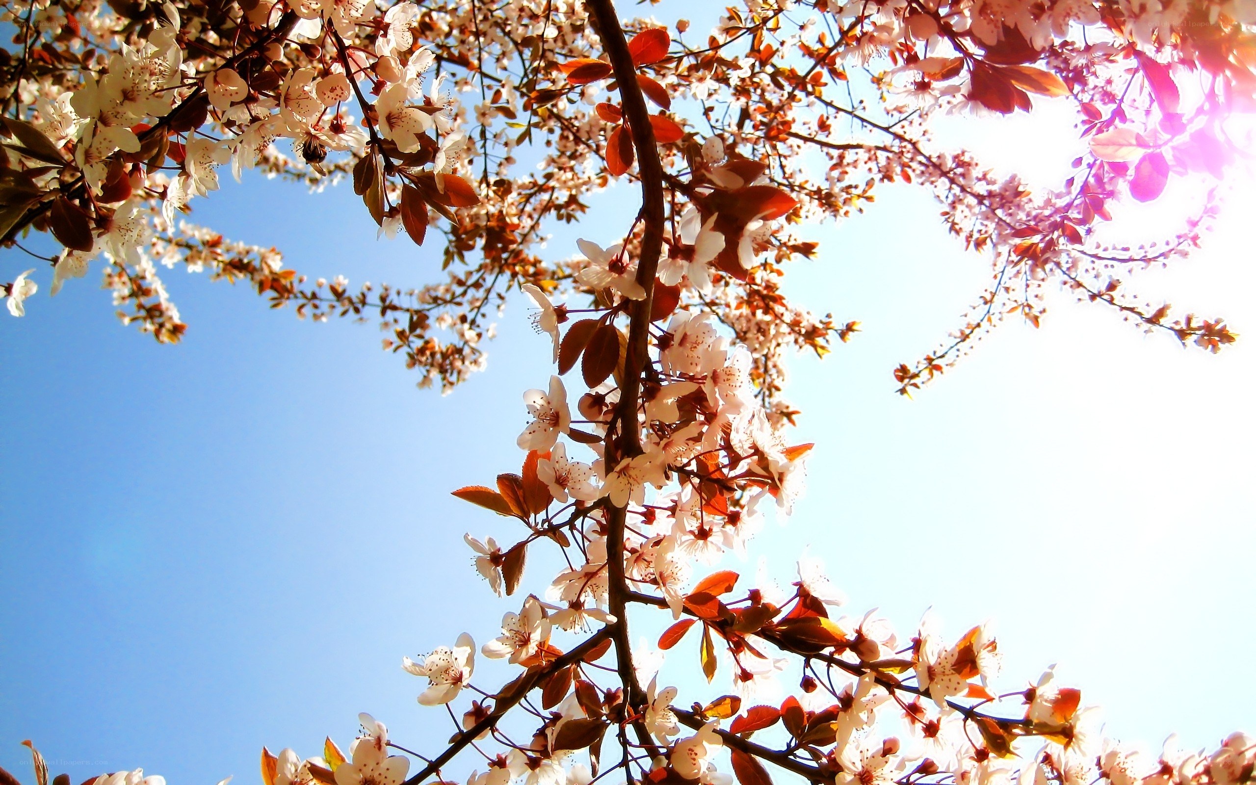 Cherry blossoms in spring