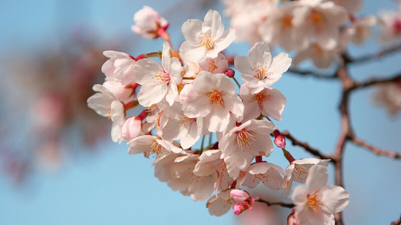 Cherry blossoms in spring