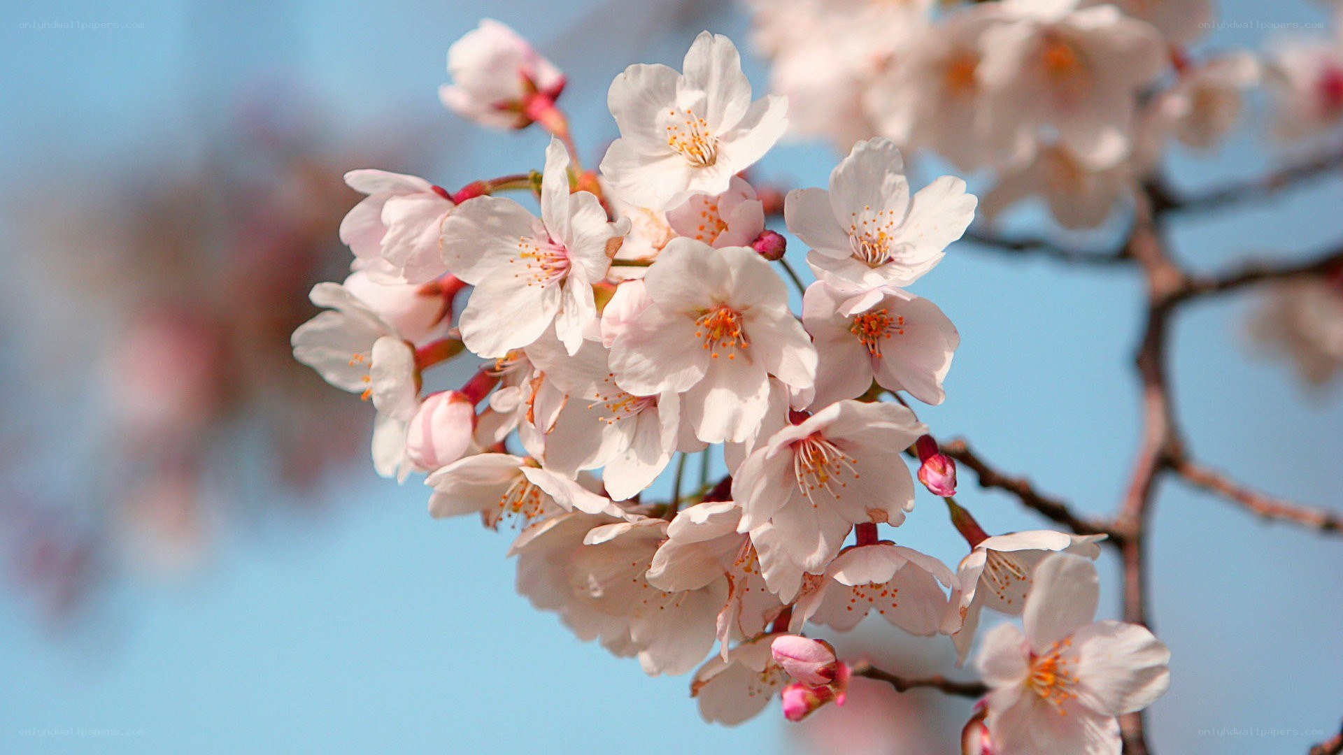 Cherry blossoms in spring