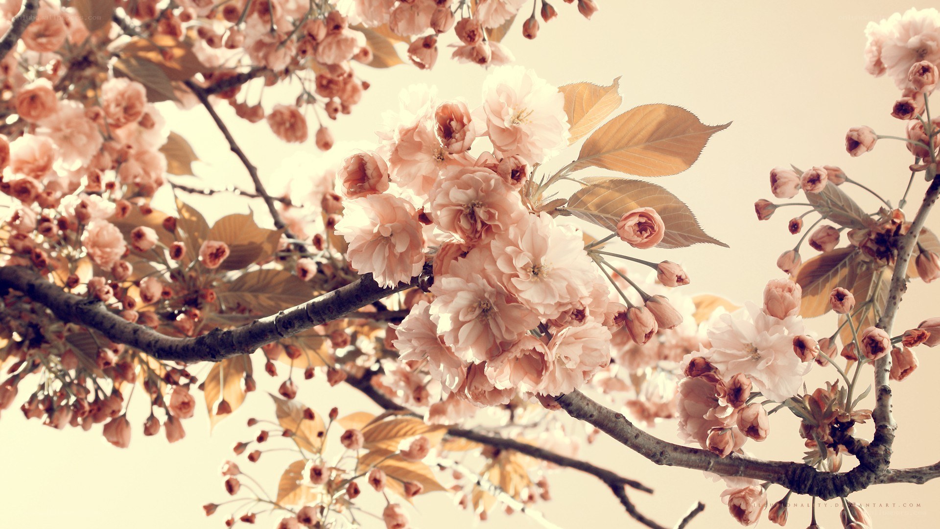 cherry blossoms in spring