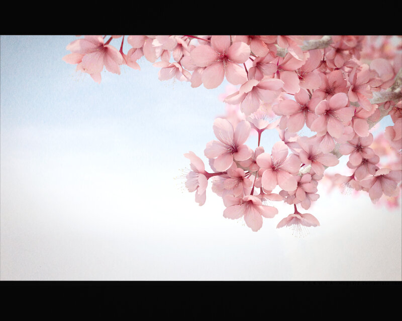 Cherry blossoms in spring