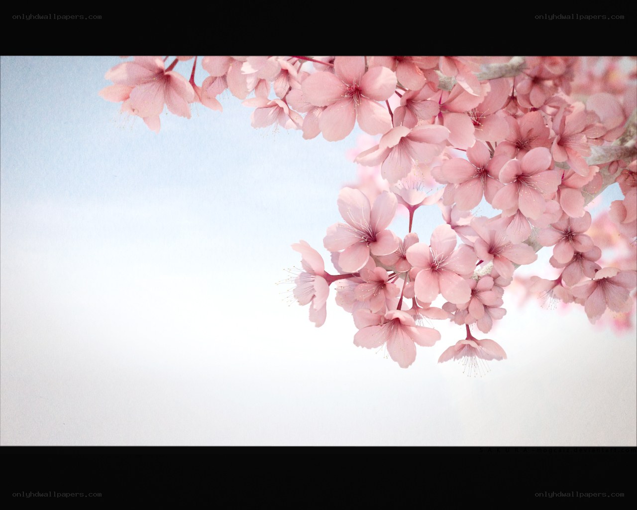Cherry blossoms in spring