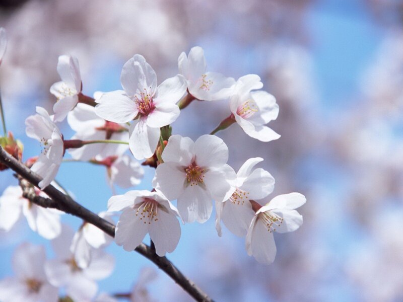 Cherry blossoms in spring