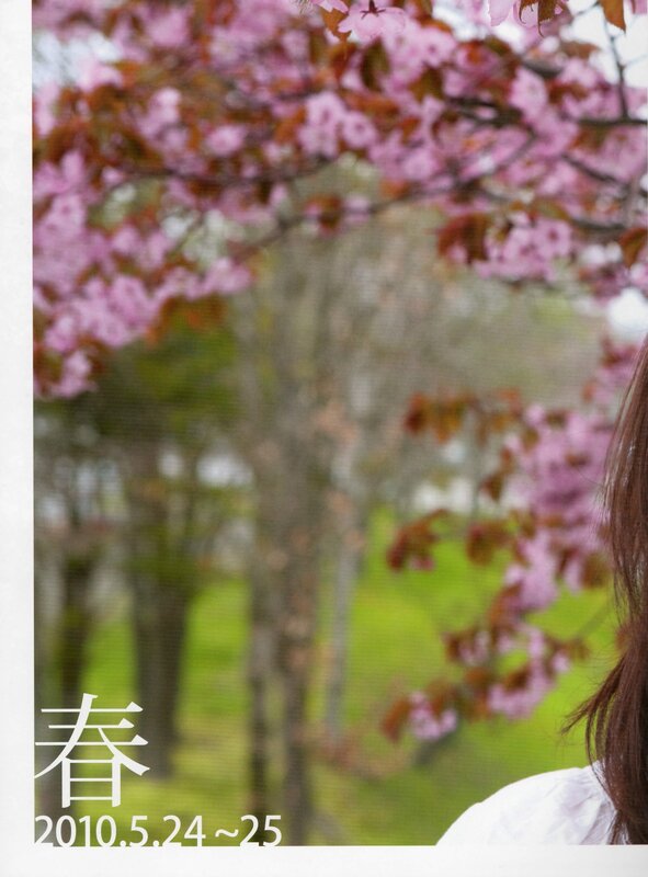 Cherry blossoms in spring