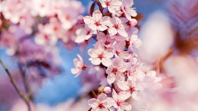cherry blossoms in spring
