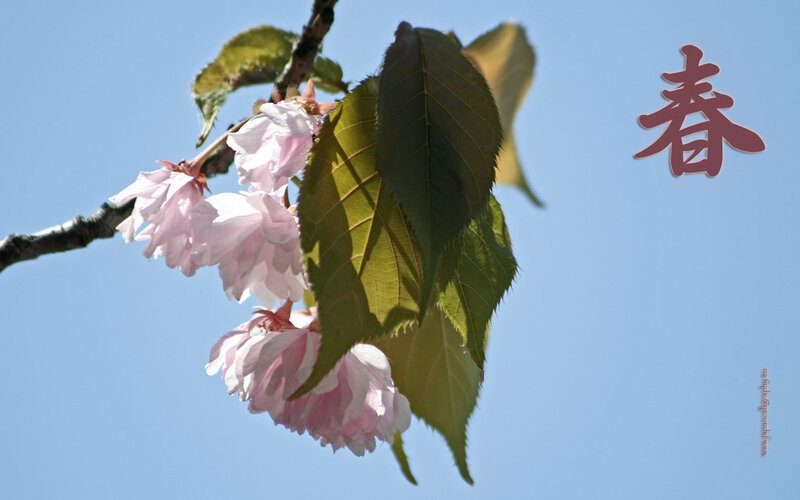 Cherry blossoms in spring