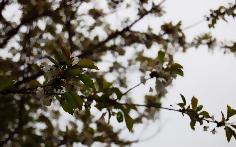 cherry blossoms in spring