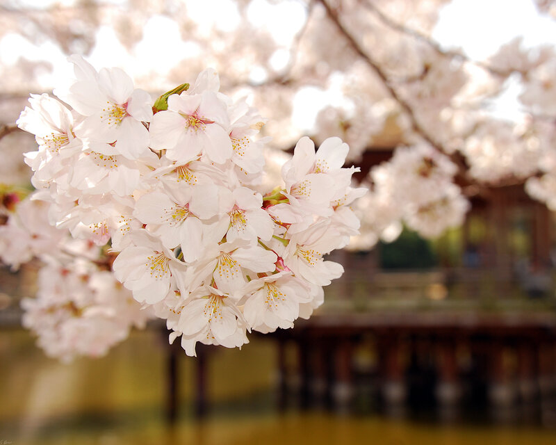 Cherry blossoms in spring