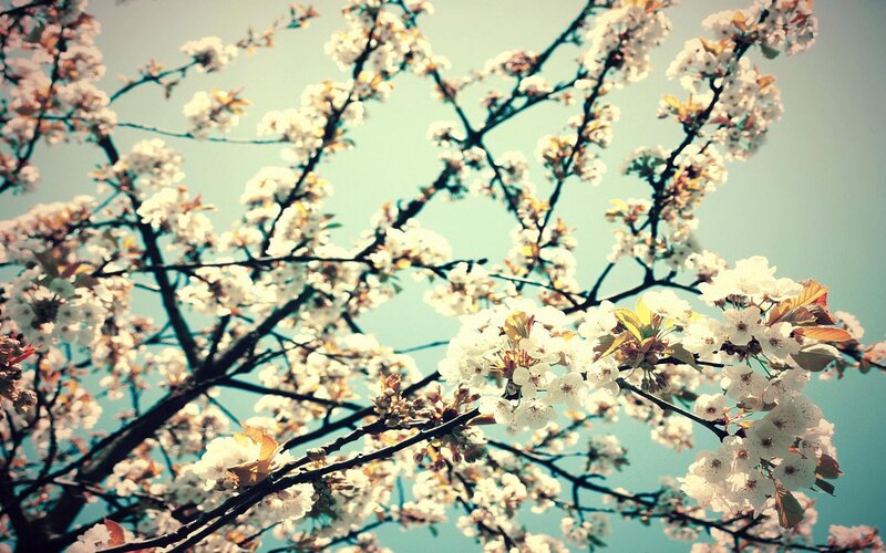 cherry blossoms in spring