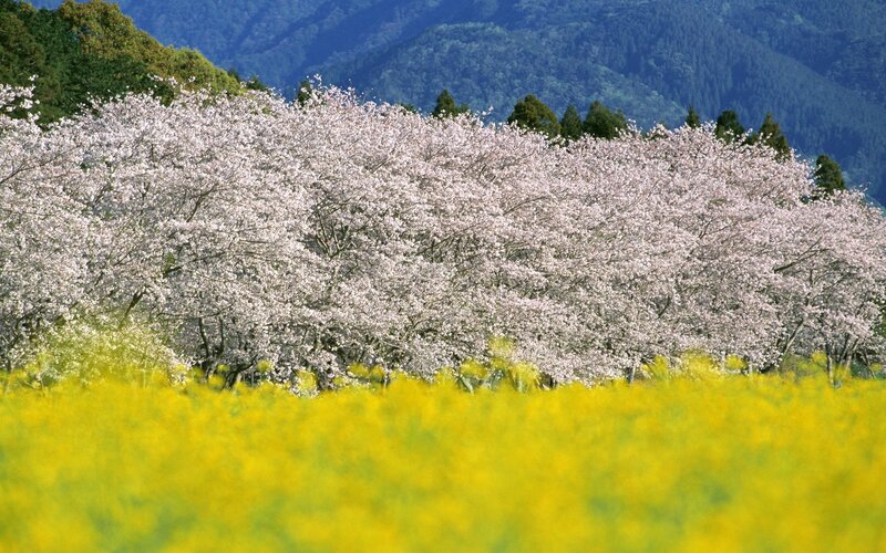 Cherry blossoms in spring