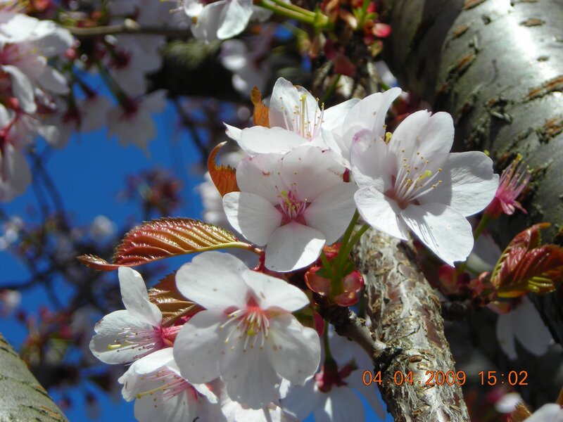 Cherry blossoms in spring