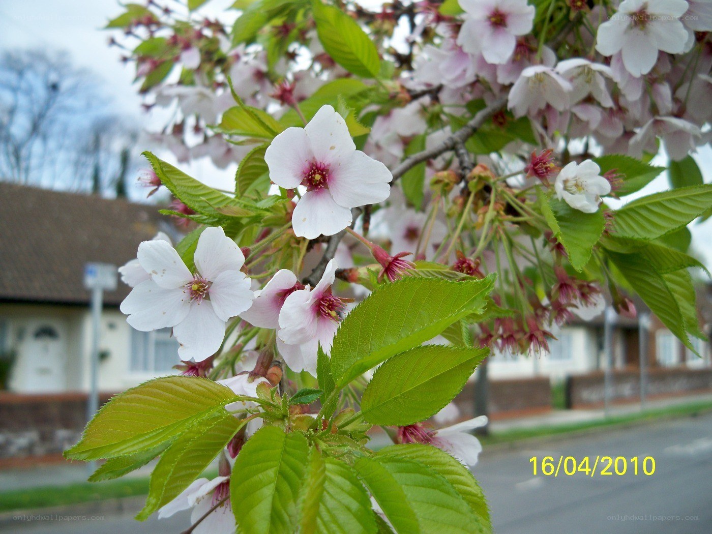 cherry blossoms in spring