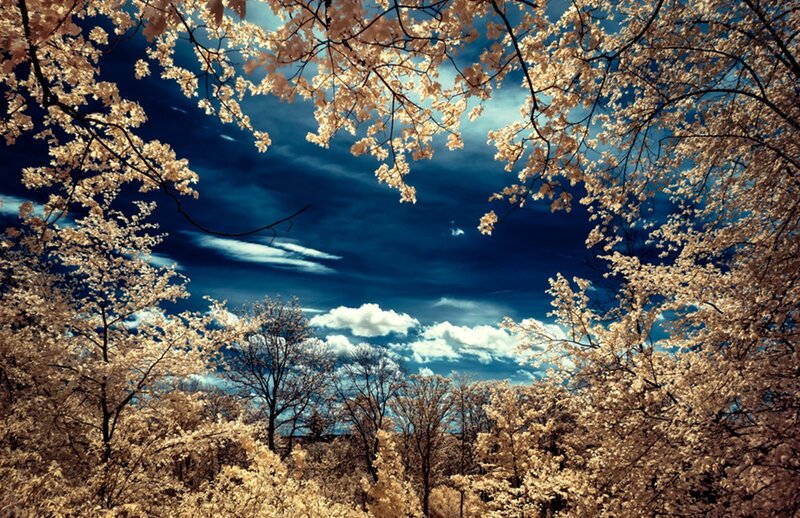 Cherry Blossoms in Spring — Blue