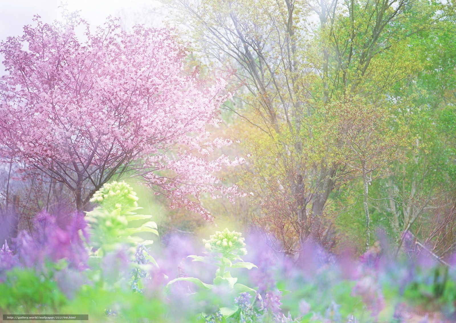 Cherry blossoms in spring garden