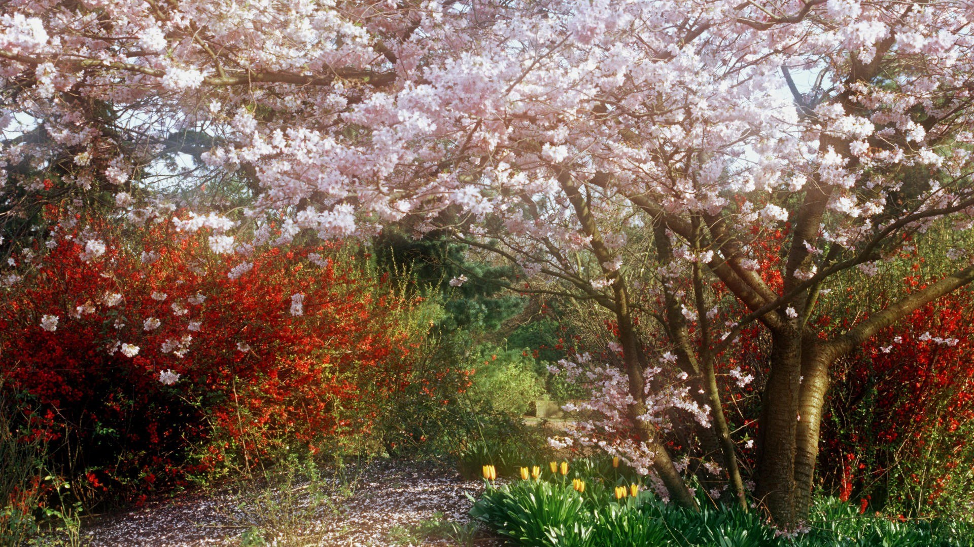 Cherry blossoms in spring garden