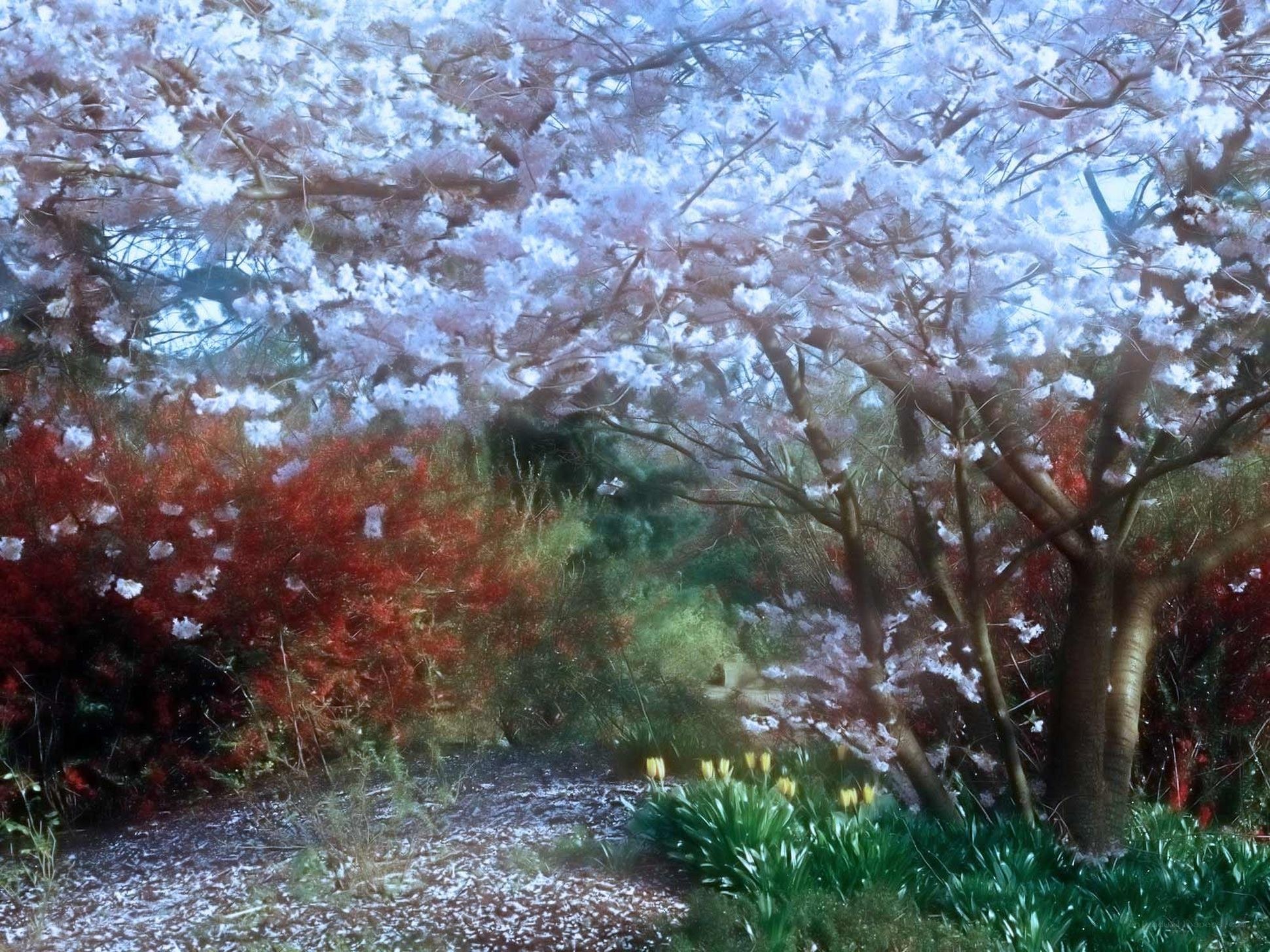 Cherry blossoms in spring garden