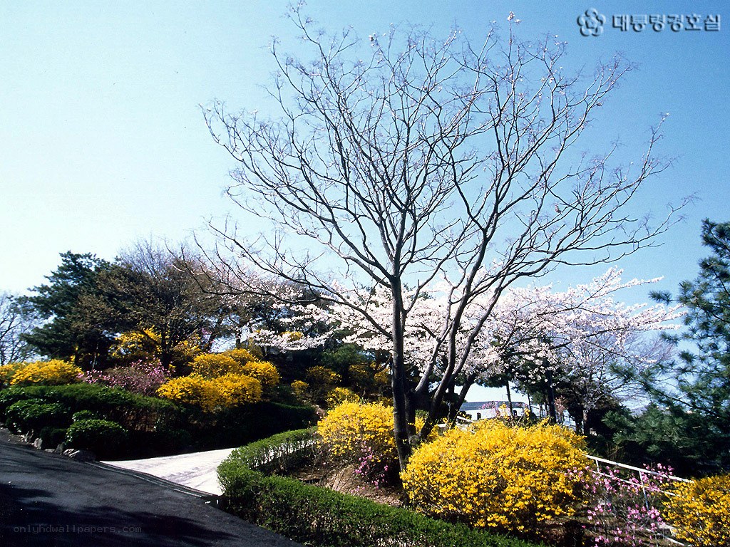 Cherry blossoms in spring garden