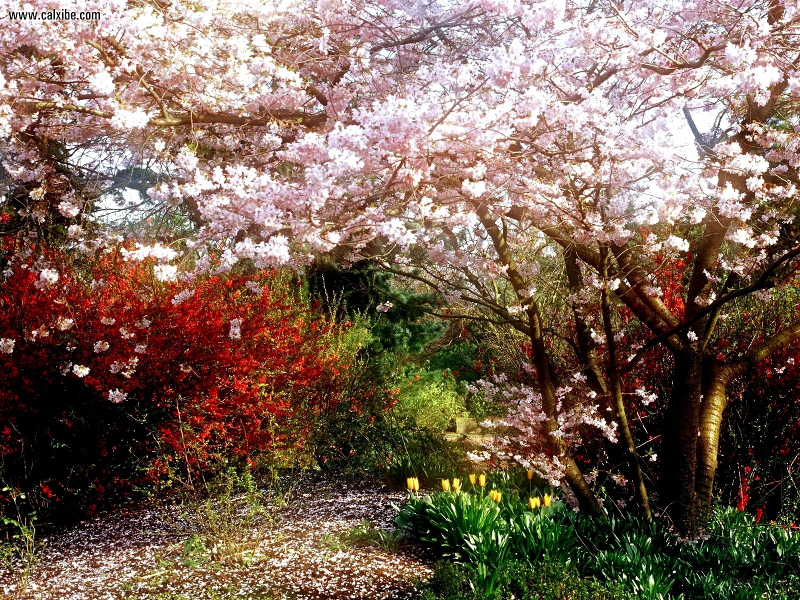 Cherry blossoms in spring garden