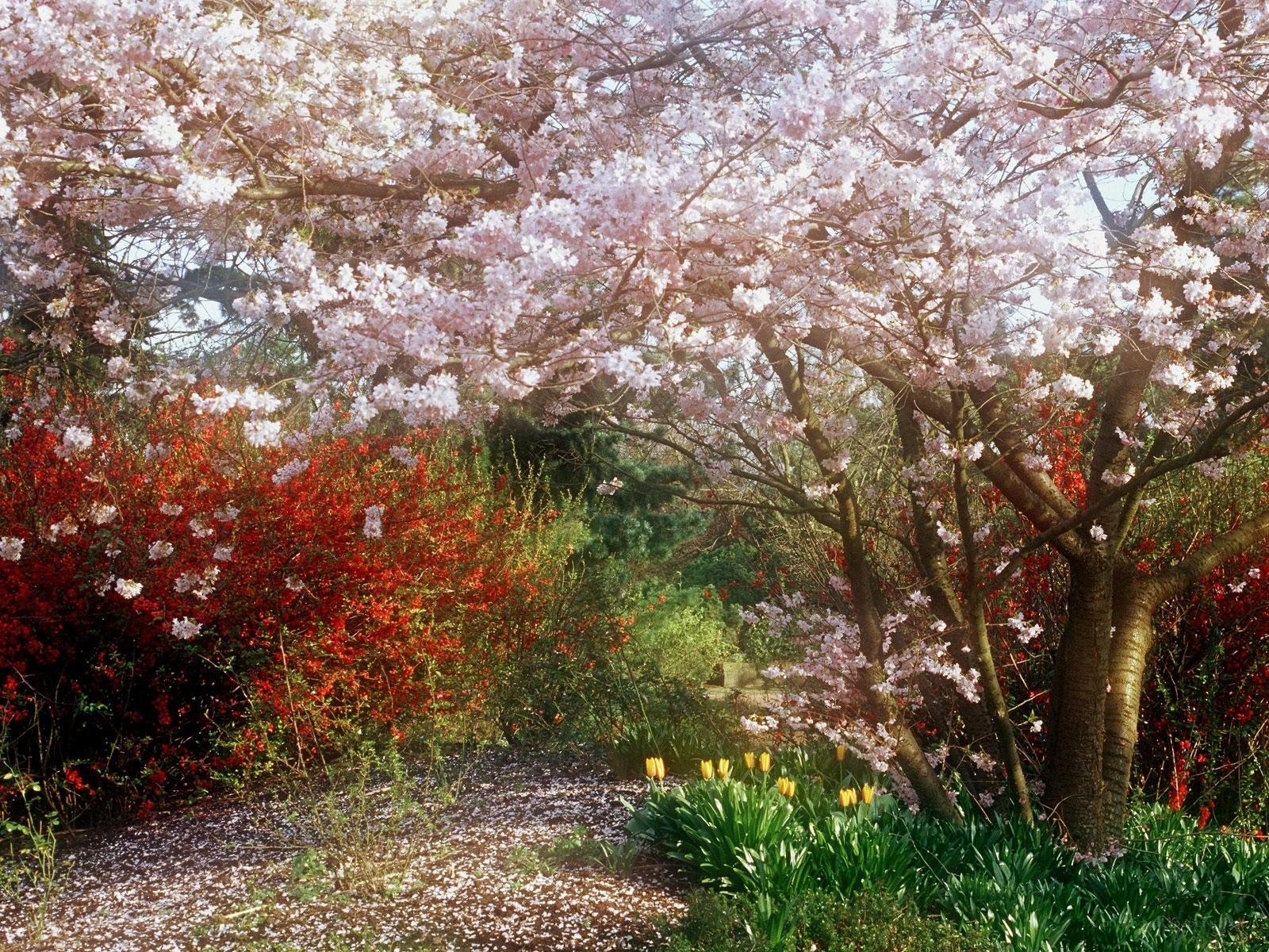 Cherry blossoms in spring garden
