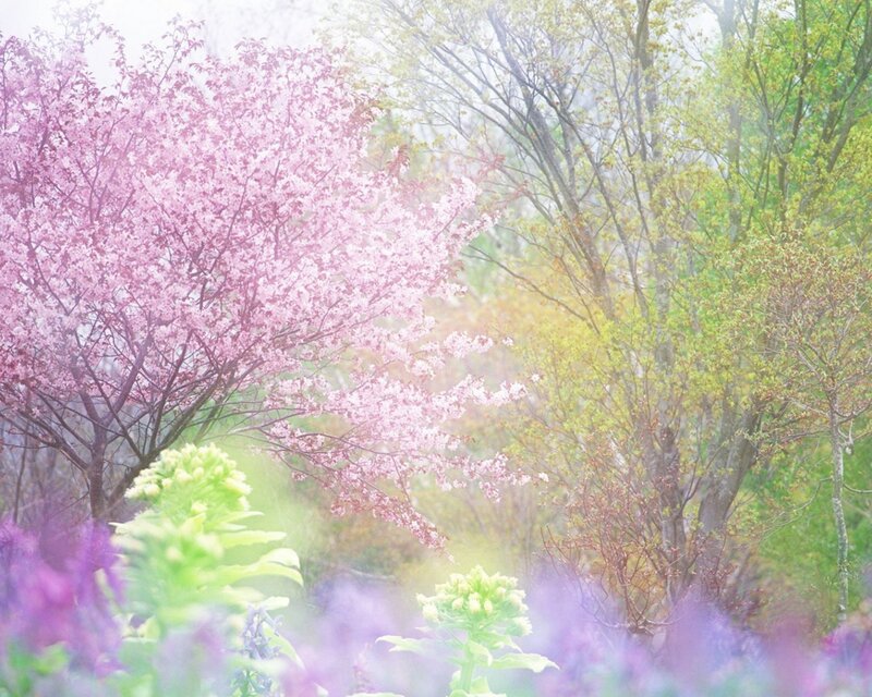 Cherry blossoms in spring mist