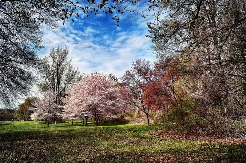 Cherry blossoms in spring park