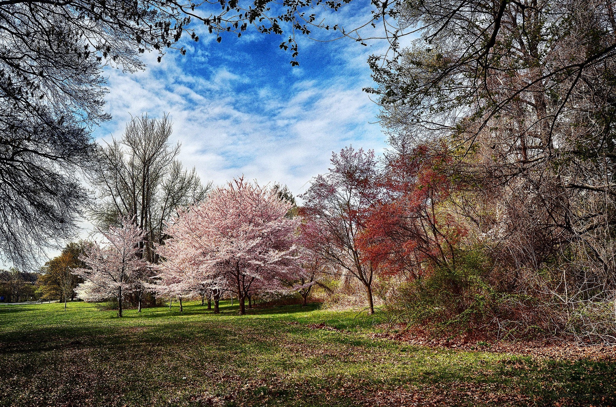 Cherry blossoms in spring park
