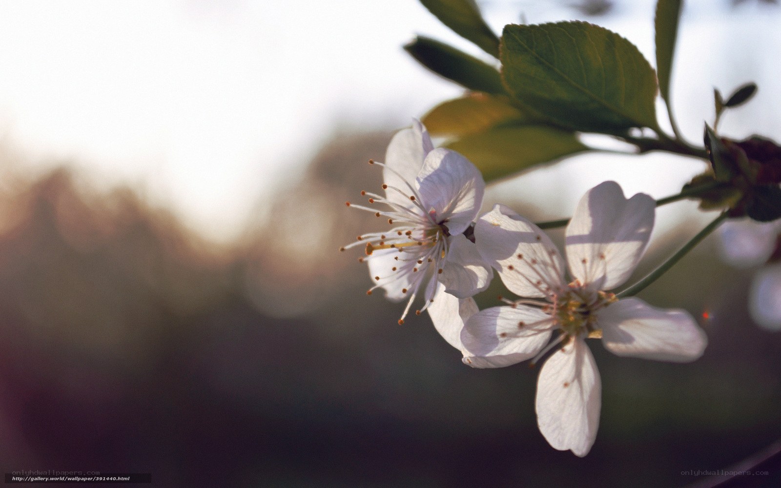 cherry blossoms in sunlight