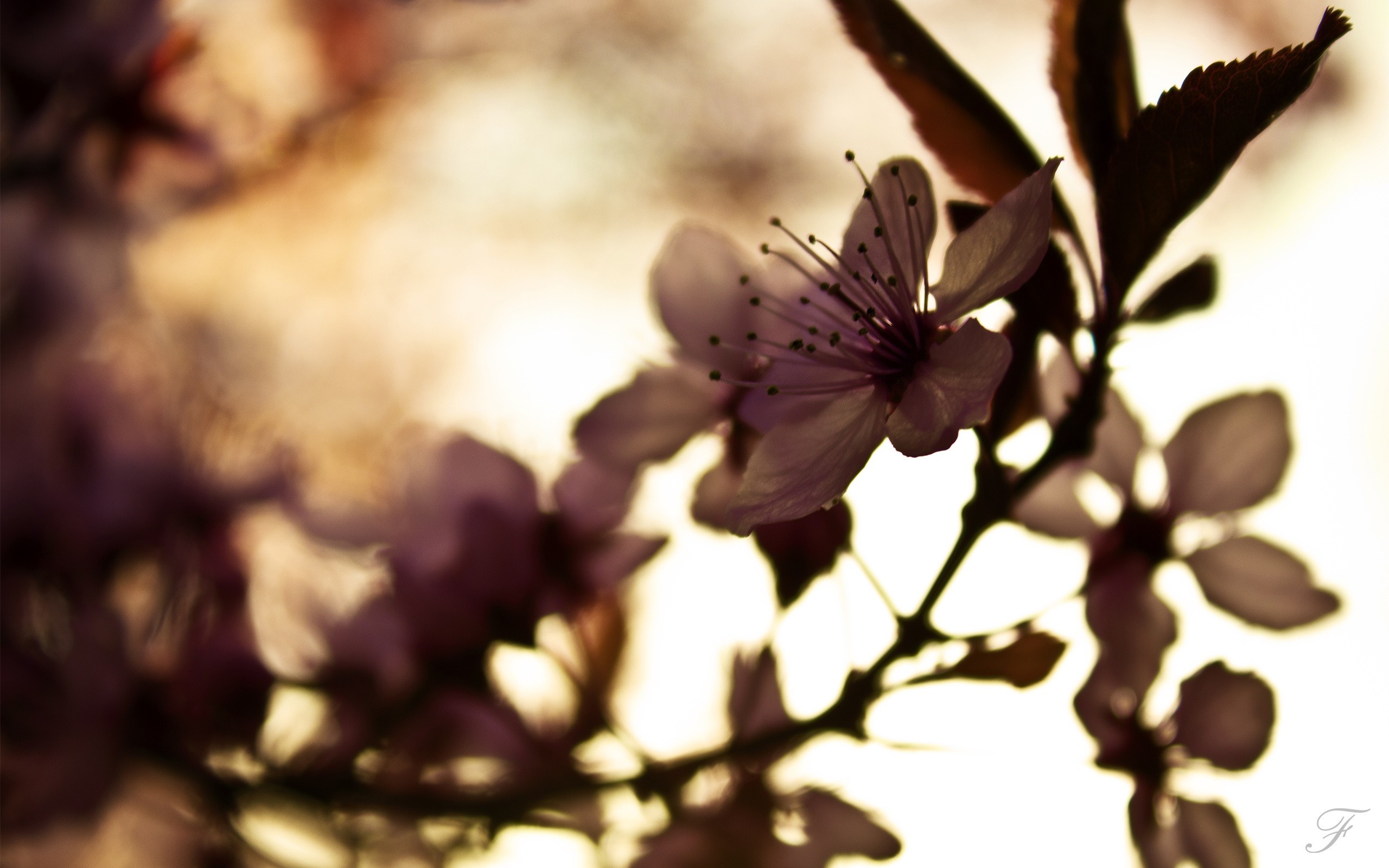 cherry blossoms in sunlight