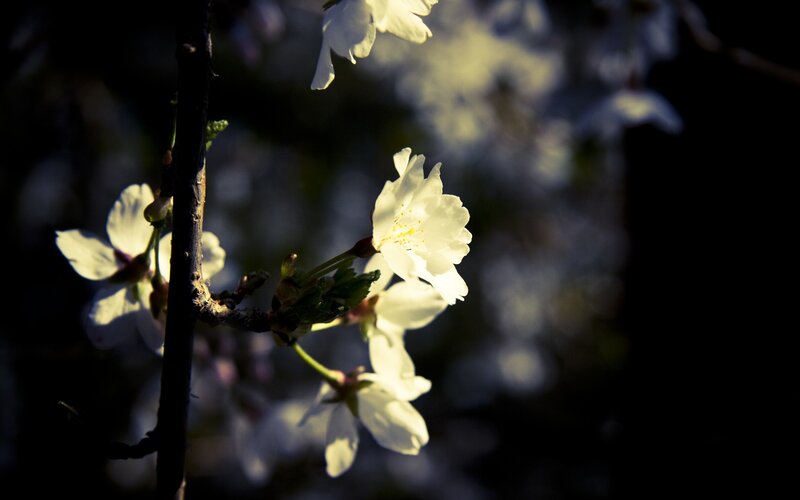 Cherry blossoms in sunlight