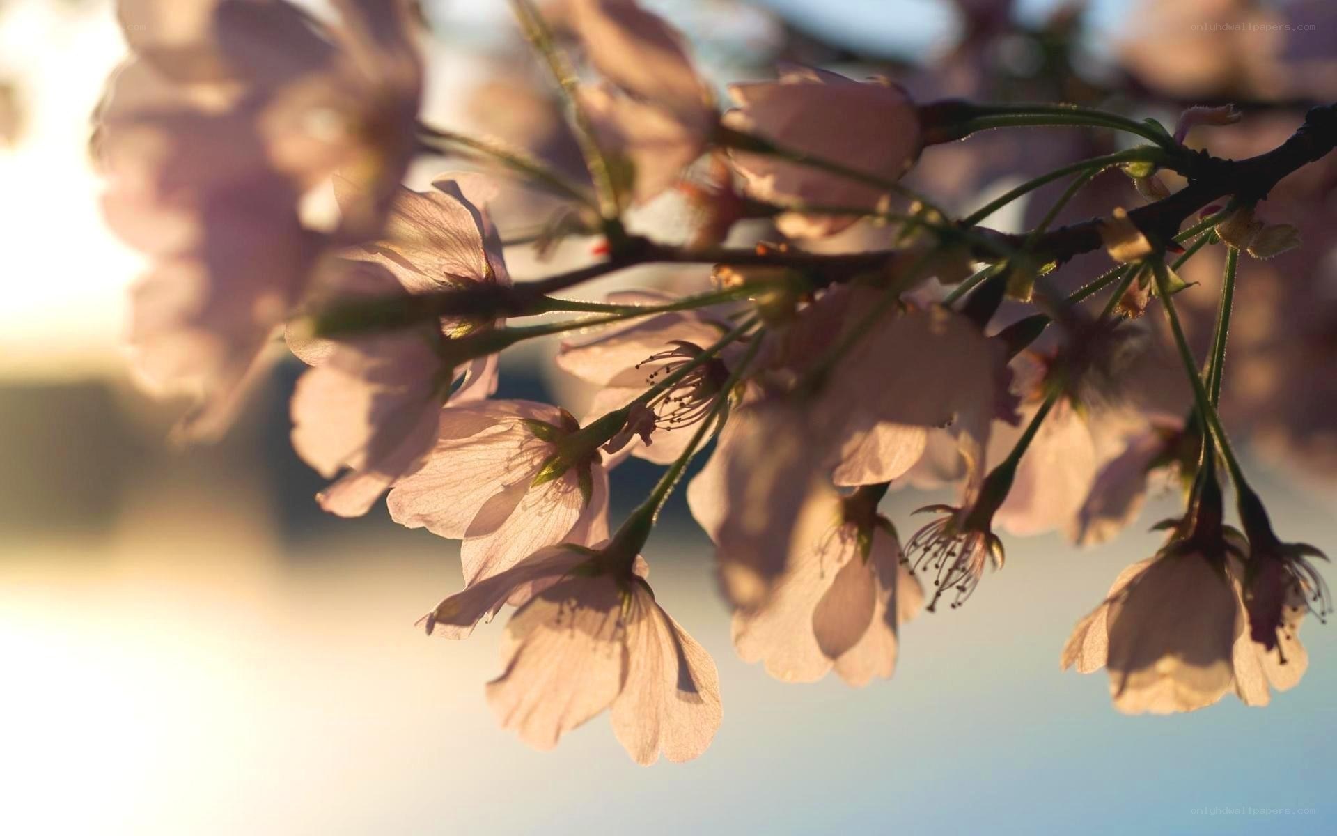 cherry blossoms in sunlight