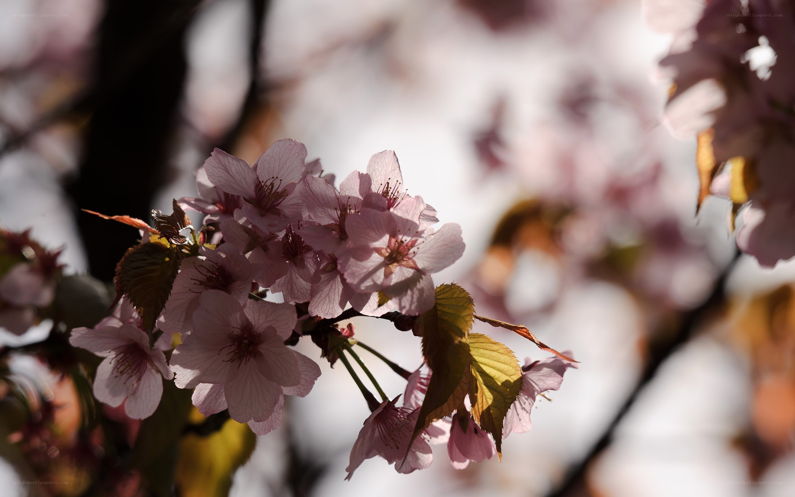 cherry blossoms in sunlight