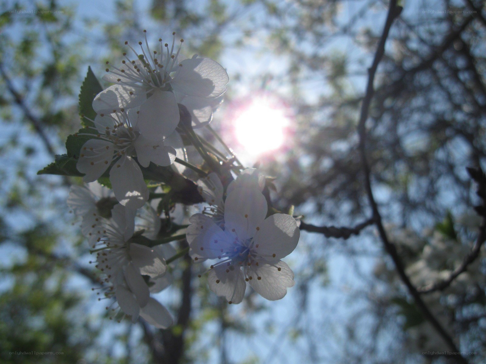 cherry blossoms in sunlight