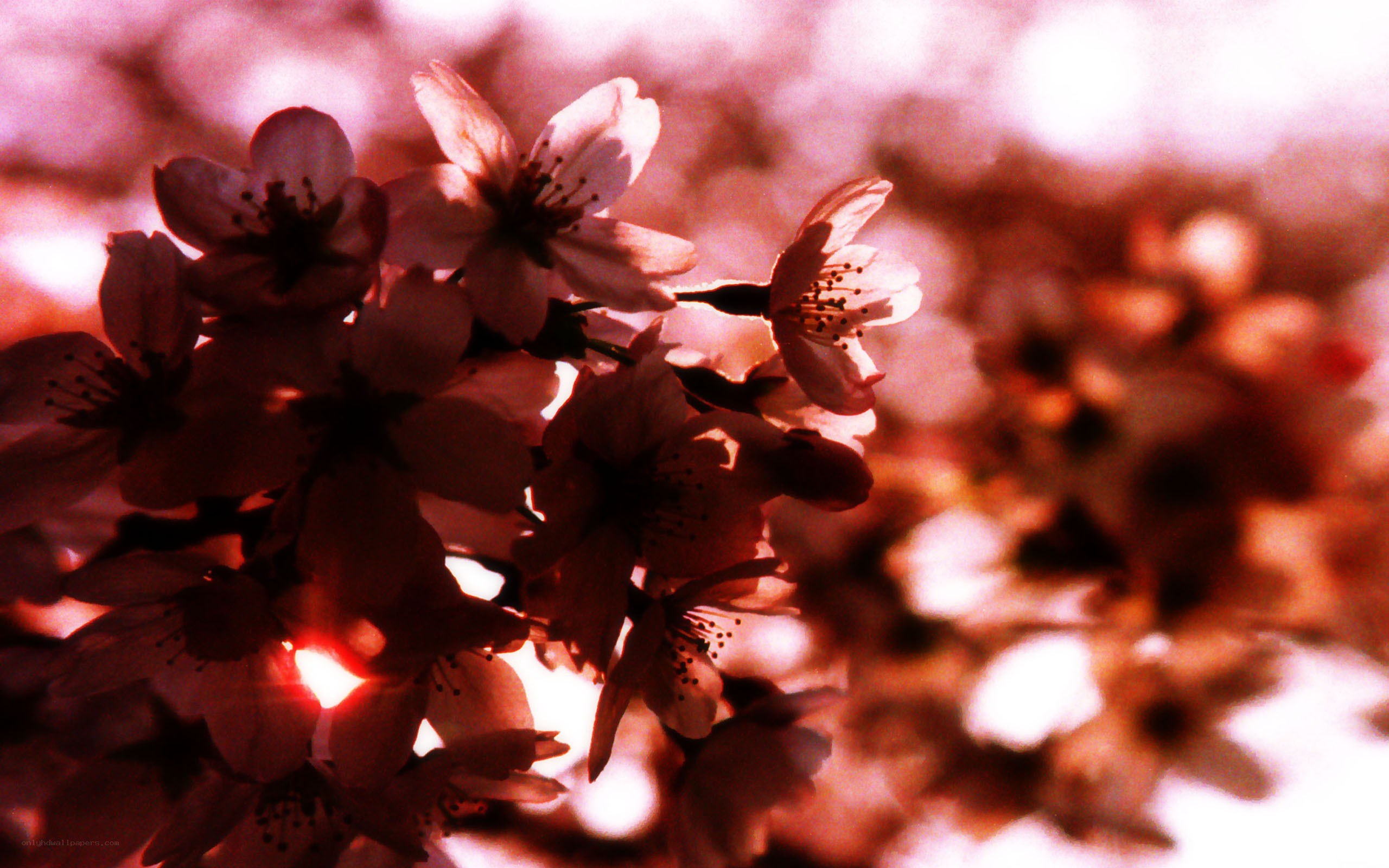 cherry blossoms in sunlight