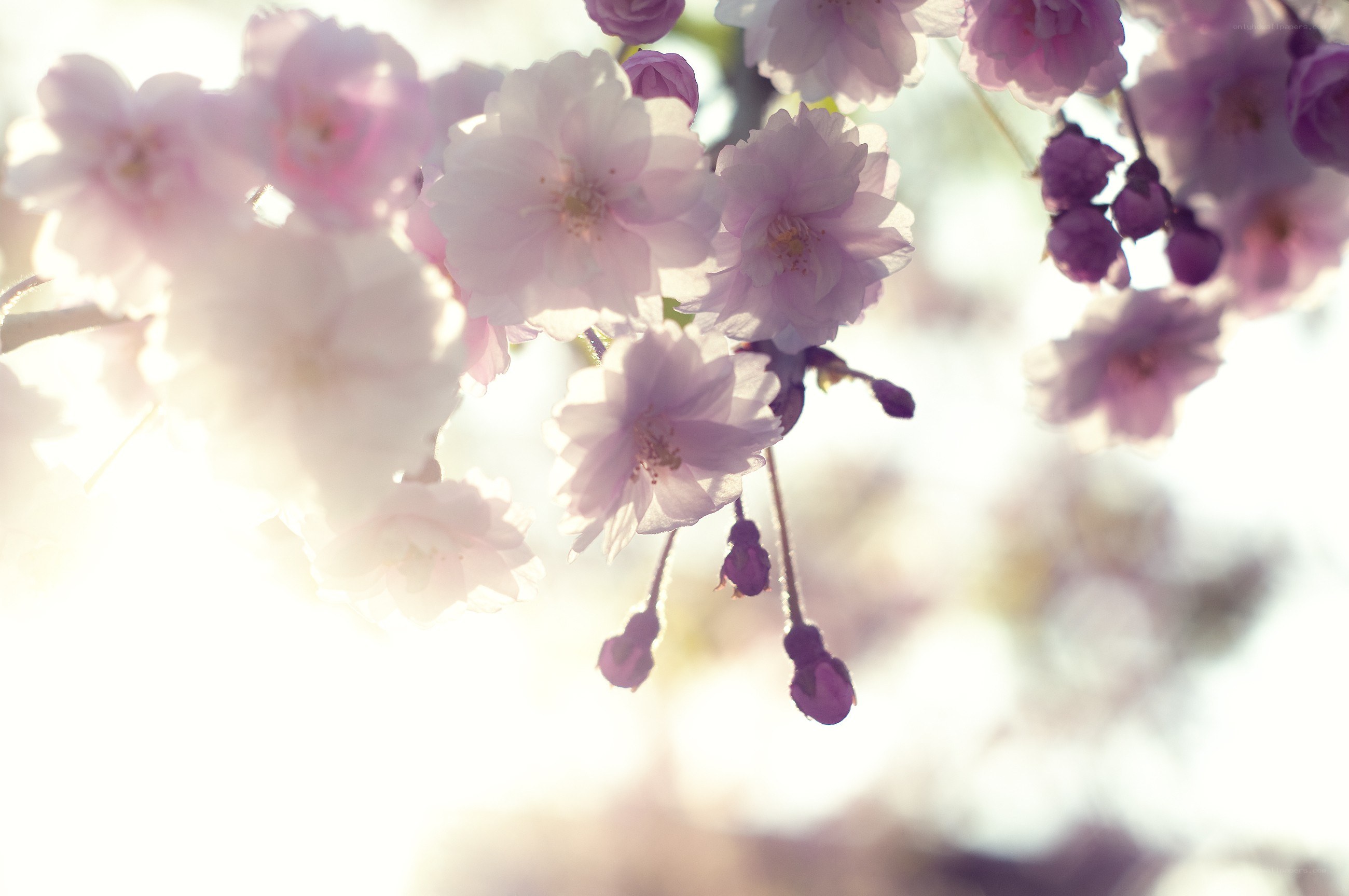 cherry blossoms in sunlight