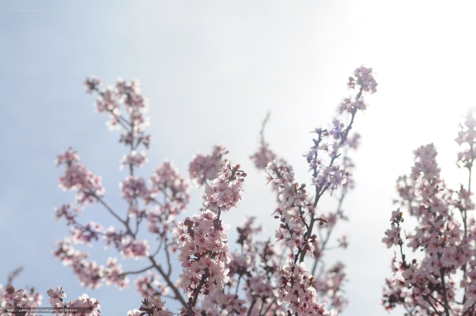 Cherry blossoms in sunlight