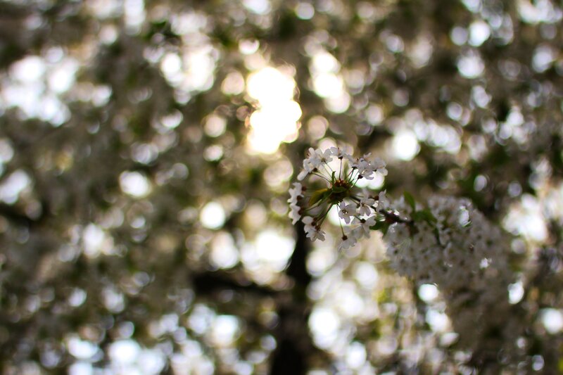 Cherry blossoms in sunlight