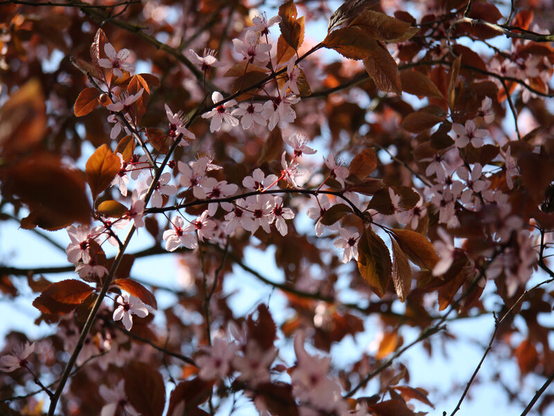 cherry blossoms in sunlight